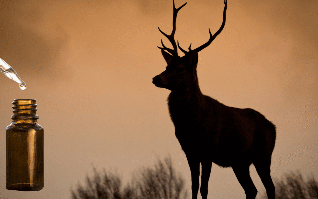 Antler Velvet: A Natural Approach to Achieving Joint Health For Your Dog