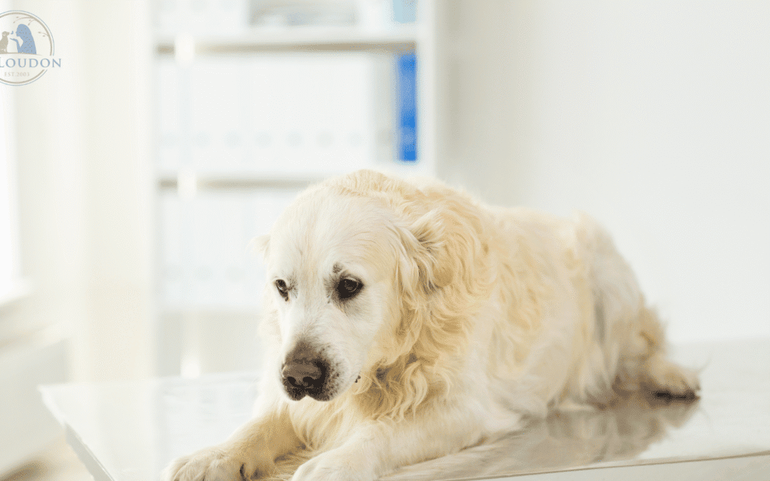 The Heartbreak of Hemangiosarcoma in Dogs