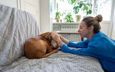 “I’m So Sorry”: Letting Go of Guilt During Your Pet’s Final Transition