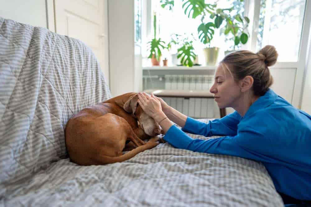 “I’m So Sorry”: Letting Go of Guilt During Your Pet’s Final Transition