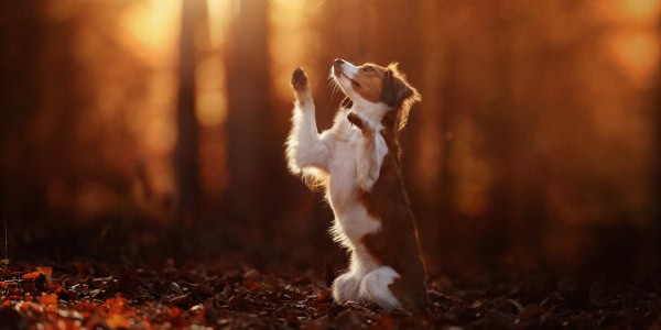The Dog Guardian’s Compass: How Intuition Guides You to Protect What Matters Most