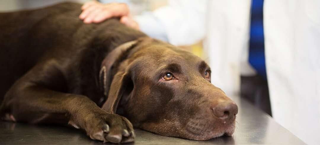 5 Tips to Making Euthanasia as Comfortable as Possible for Your Dog – In the Hospital Setting