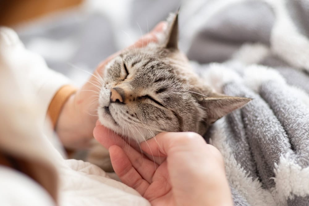 Why In Home Pet Euthanasia Is the Most Compassionate Choice: 5 Meaningful Reasons