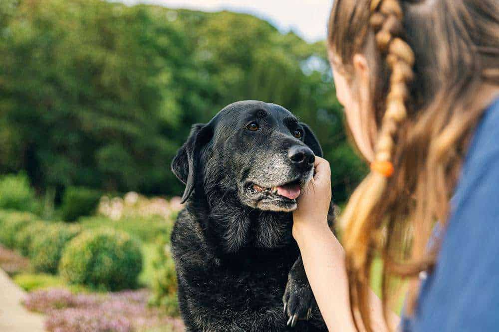 How to Support Your Aging Dog With Cognitive Dysfunction