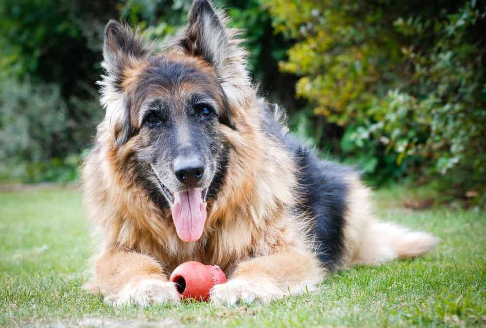 The Ultimate Guide to Supporting Your Aging Dog’s Mobility and Comfort