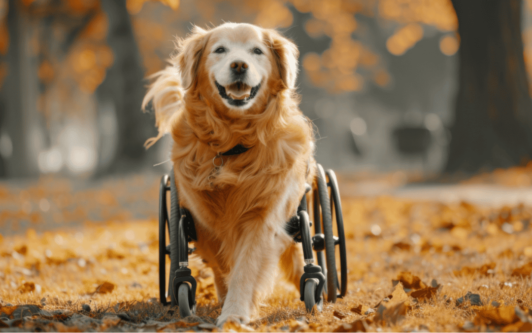 Palliative Care for Pets: Comfort, Connection, and Quality of Life