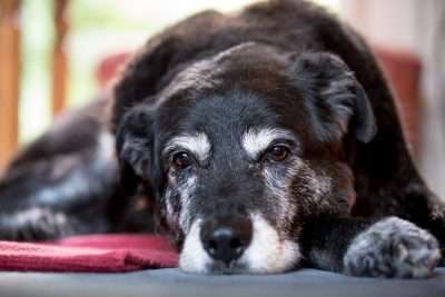 shutterstock old black lab 400x267