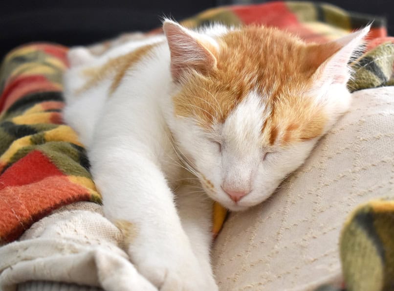 End of life care for pets New York
