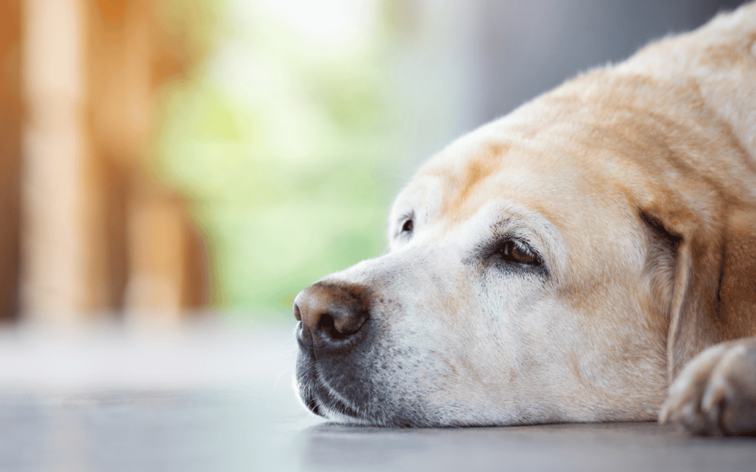 Aquamation for Pets in Nassau County, Suffolk County & NYC: A Gentle Alternative to Flame Cremation