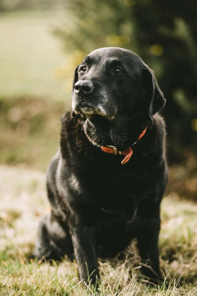In Home Pet Euthanasia in New York City, NY