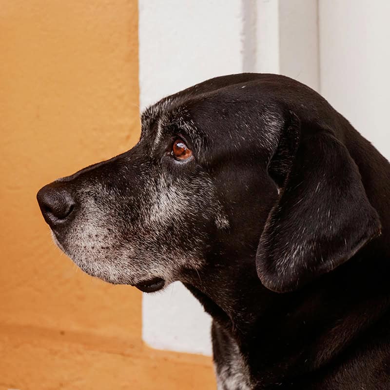 Old black dog in New York City during peaceful end of life care visit