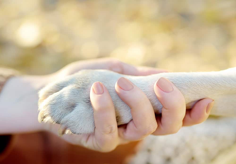 hand and paw