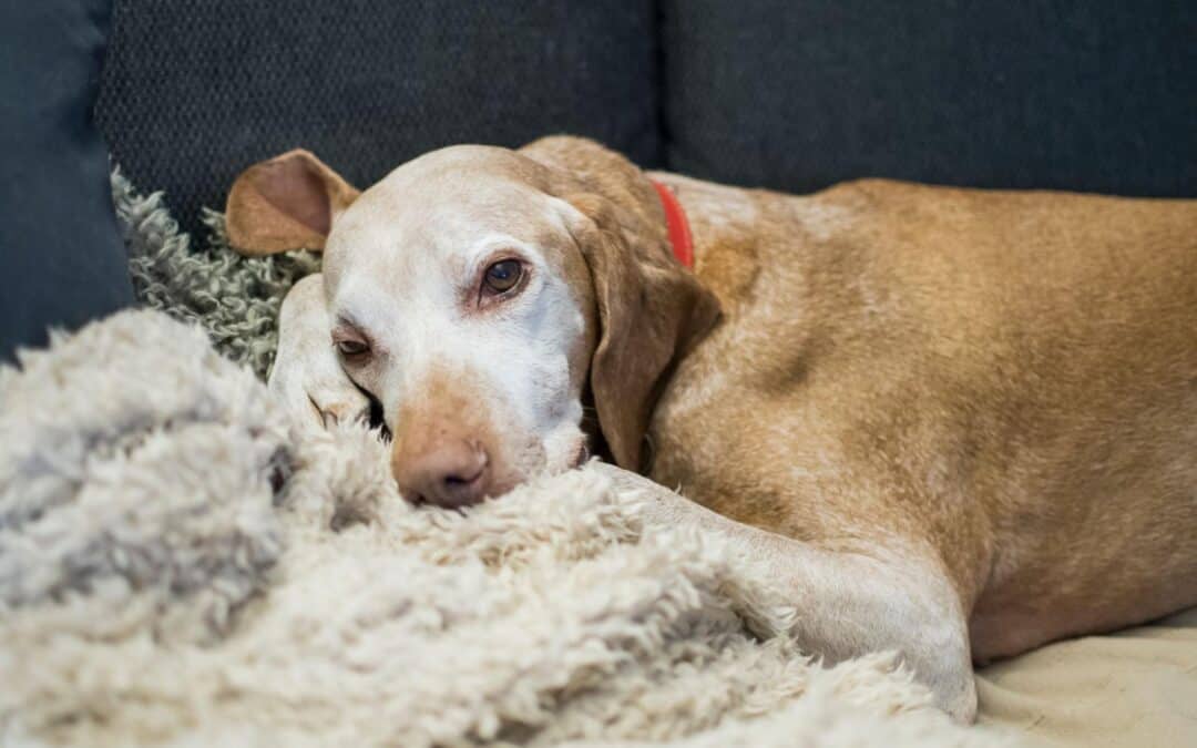 Is My Pet Suffering? What an ER Vet Wants Every Pet Guardian to Know