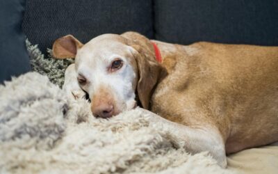 Is My Pet Suffering? What an ER Vet Wants Every Pet Guardian to Know