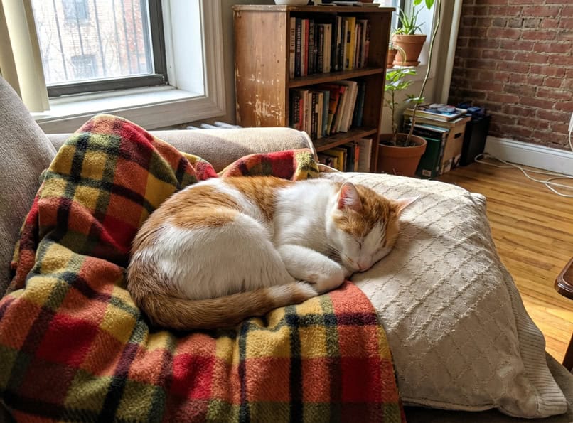 End of life care for pets Brooklyn