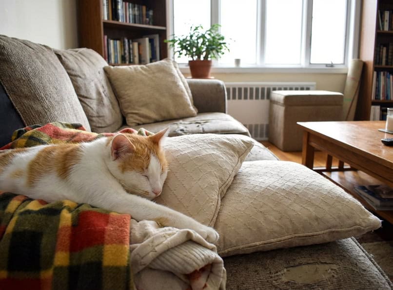 End of life care for pets Staten Island