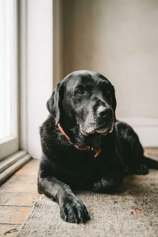 In Home Pet Euthanasia in Brooklyn NY