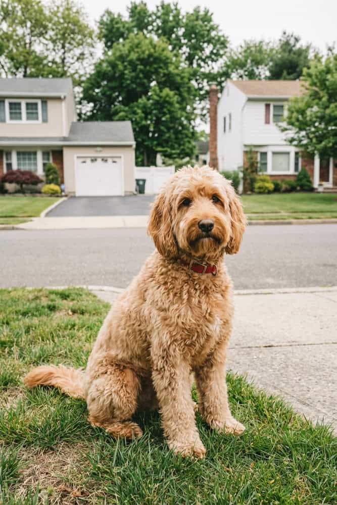 In Home Pet Euthanasia in Nassau County NY