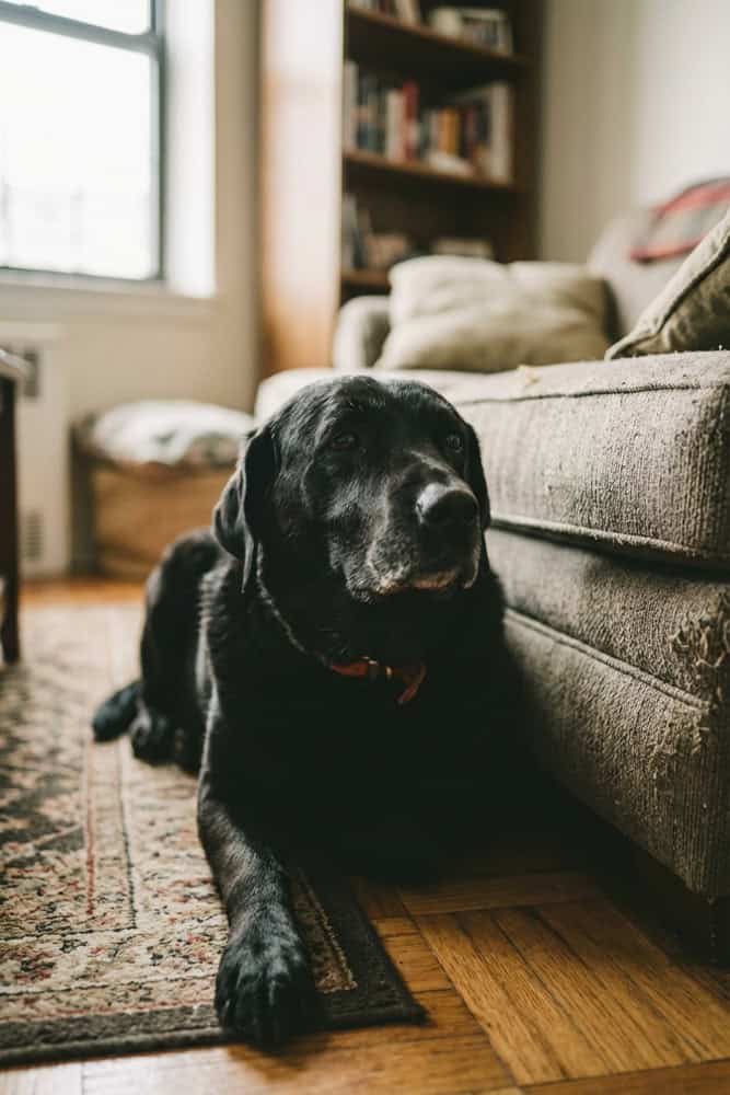 In Home Pet Euthanasia in Queens NY