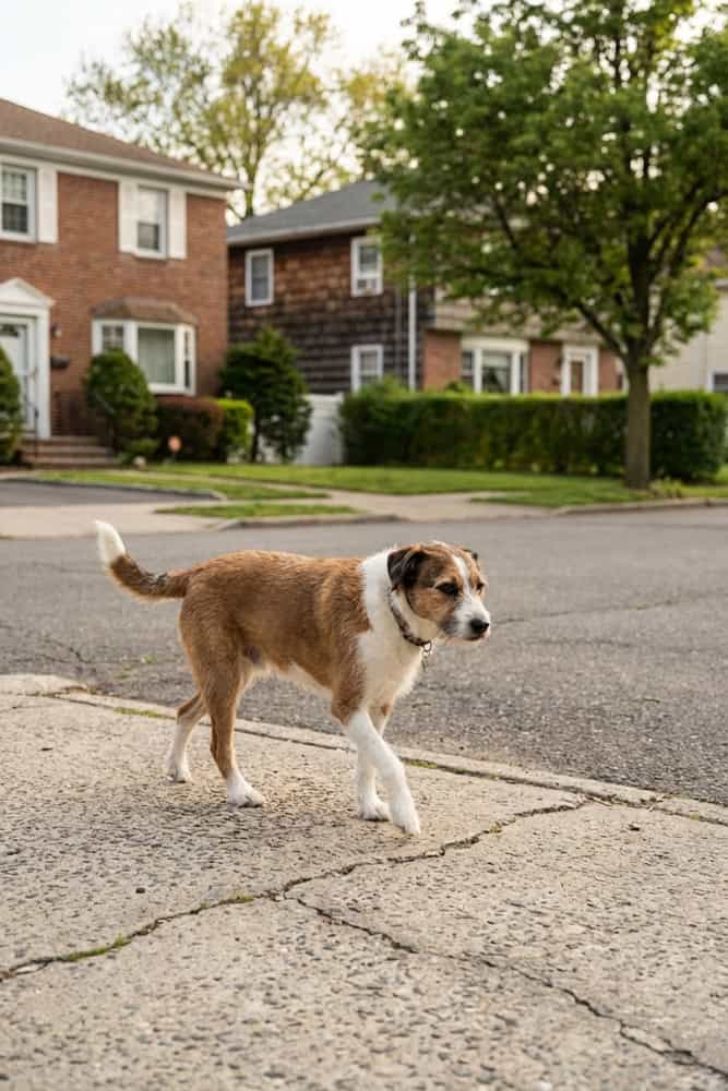 In Home Pet Euthanasia in Staten Island NY