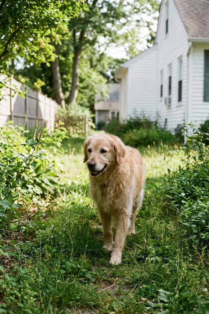 In Home Pet Euthanasia in Suffolk County NY
