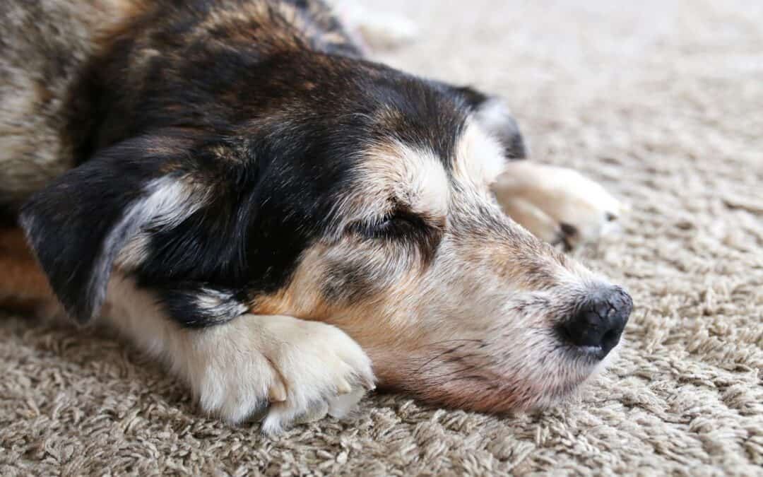 How to Know When It’s Time to Euthanize Your Dog (Quality of Life Guide)