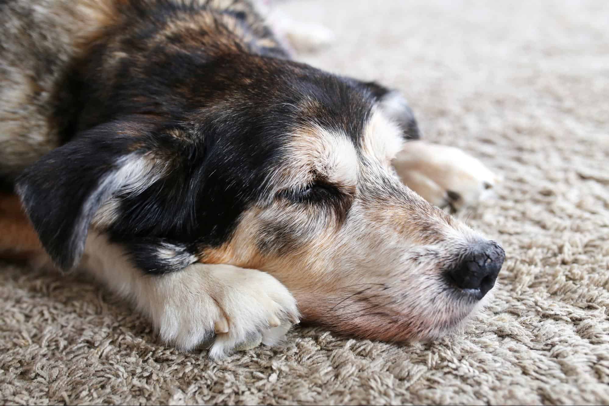 How to Assess Your Pet's Quality of Life