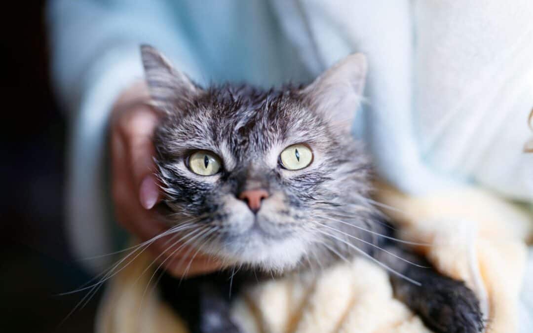 How to Know When It’s Time to Euthanize Your Cat (7 Key Signs to Look For)