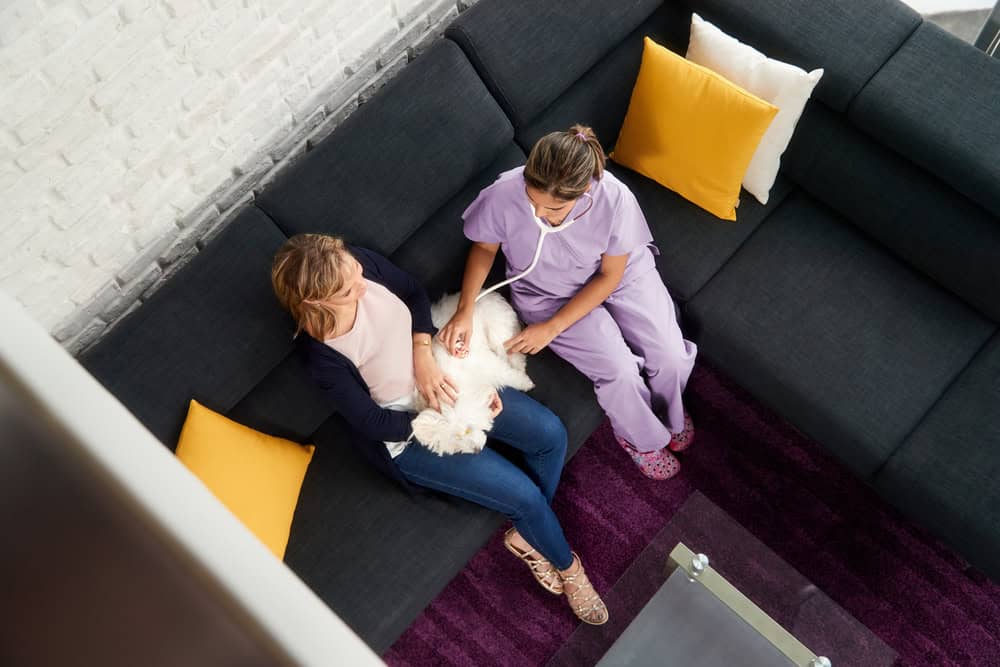 7 Questions to Ask Before Booking an In-Home Pet Euthanasia Vet
