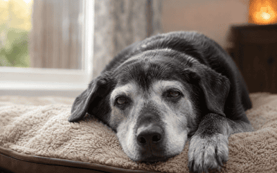 Signs Your Senior Dog May Be Struggling More Than They Show